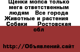 Щенки мопса только мега-ответственным людям - Все города Животные и растения » Собаки   . Ростовская обл.